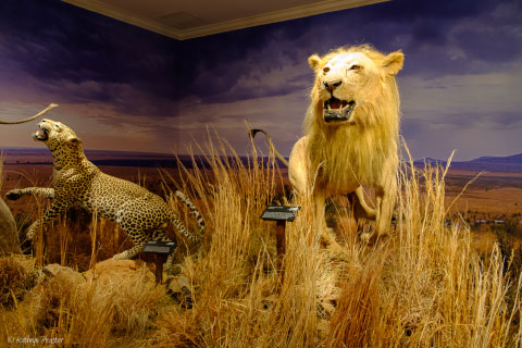 Wildlife Gallery
