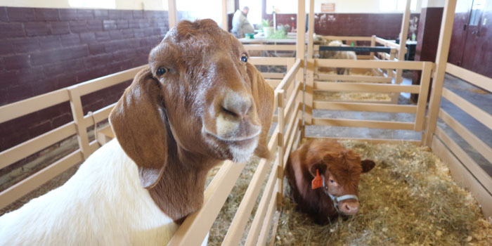A goat and a cow in their pens in Woolaroc's Animal Barn