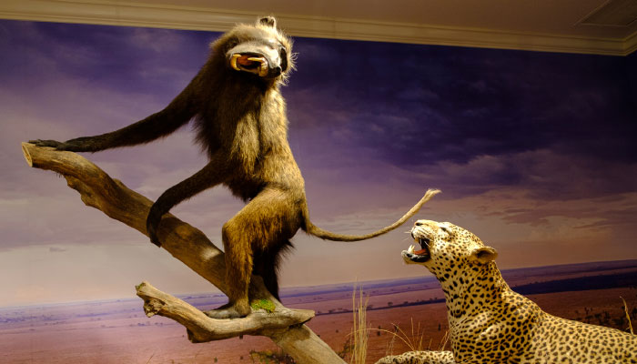 A leopard chasing a baboon in the Wildlife Gallery at Woolaroc