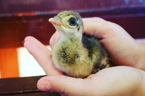 A visitor to Woolaroc holding a chick