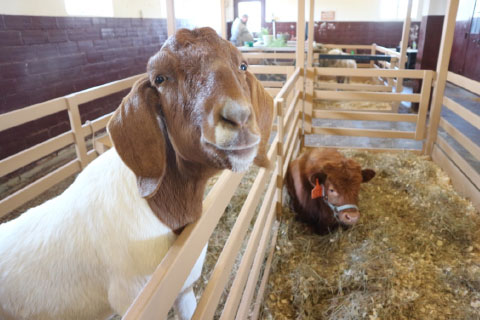 A goat and a cow in their pens at the animal barn