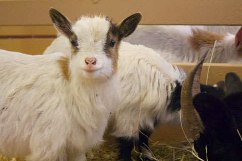 Goats from Woolaroc's animal barn