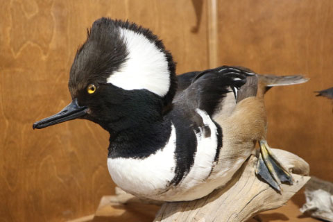 One of the 43 species of American waterfowl in Woolaroc's collection