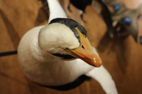 A bird from Sam Daniel's Waterfowl Collection