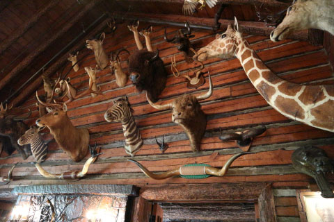 Animal heads mounted on the walls in the lodge