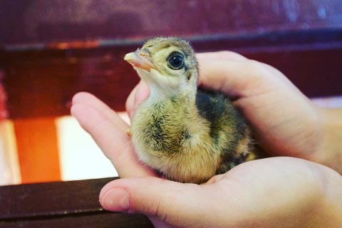 A visitor to the Animal Barn holding a tiny chick