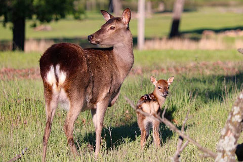 A doe and fawn in the Woolaroc Wildlife Preserve