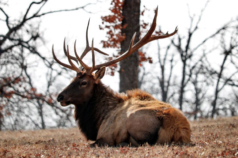 An elk in the Woolaroc Wildlife Preserve