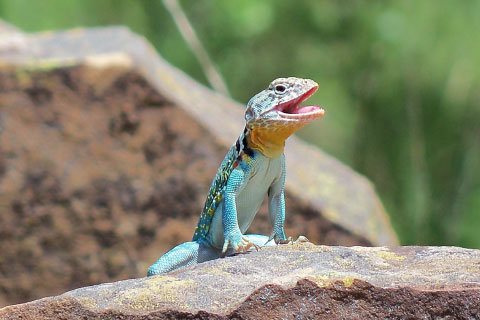 A lizard in the Woolaroc Wildlife Preserve