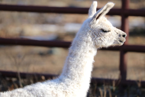 A llama in the Woolaroc Wildlife Preserve