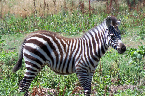 A baby zebra in the Woolaroc Wildlife Preserve